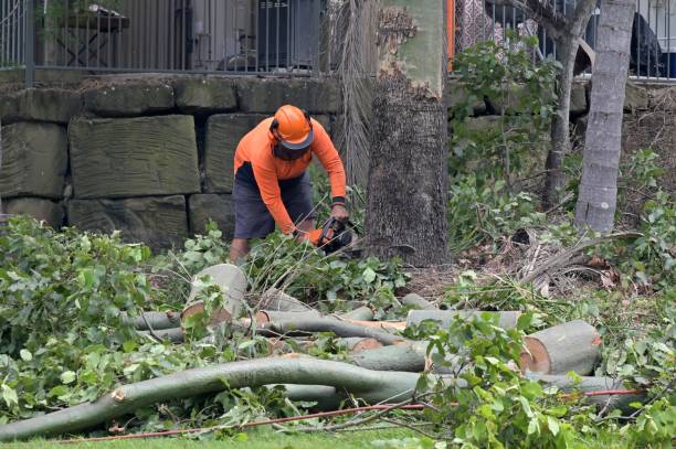 Professional  Tree Services in Cajahs Mountain, NC